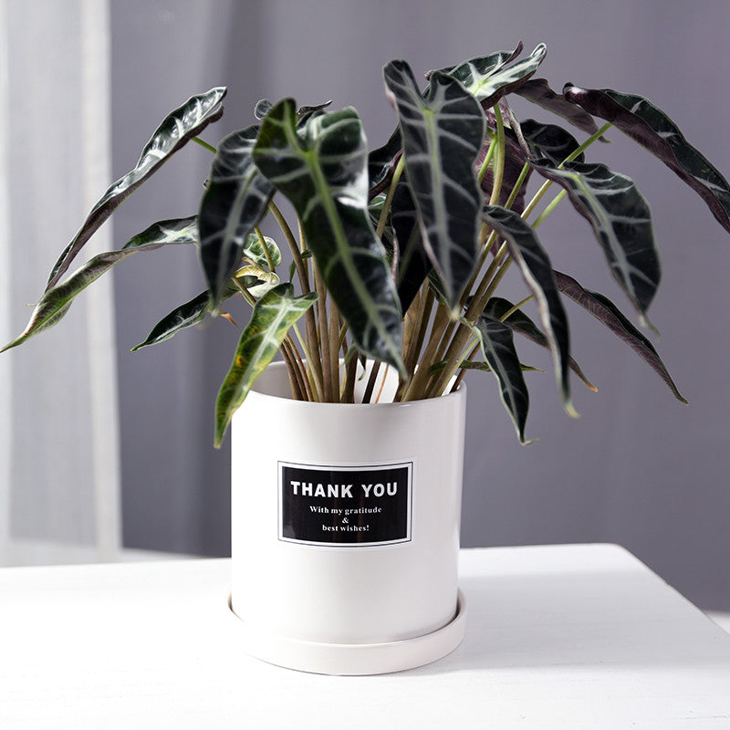 The Good Find Shop Indoor ceramic flower pot with tray