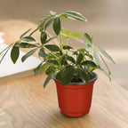 The Good Find Shop Bulk 110pcs 10cm Red Plastic Flower Pots for Plant Nursery