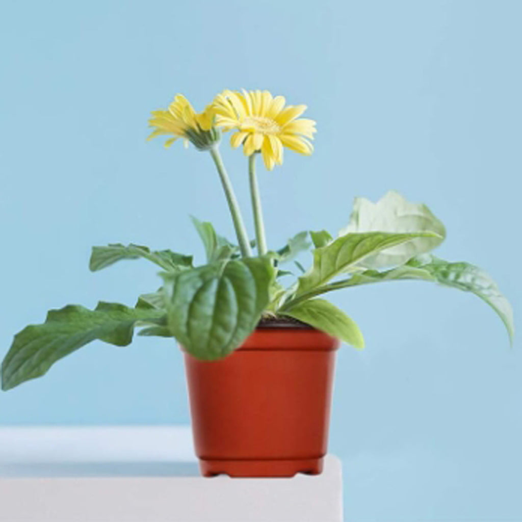 The Good Find Shop Bulk 110pcs 10cm Red Plastic Flower Pots for Plant Nursery